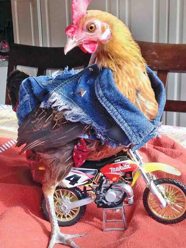 Potret Ayam Saat Pakai Baju ini Bikin Senyum-Senyum