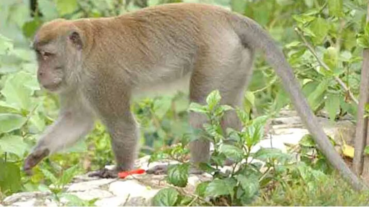 Monyet ekor panjang (Istimewa)