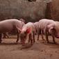 Kementerian Pertanian melalui Direktorat Jenderal Peternakan dan Kesehatan Hewan (Ditjen PKH) tingkatkan respon penanganan kasus kematian babi di Kalimantan Barat.