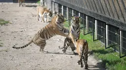Harimau Siberia terlihat dalam Taman Harimau Siberia Hengdaohezi di Kota Hailin, Provinsi Heilongjiang, China, Senin (27/7/2020). Saat ini, terdapat lebih dari 400 ekor harimau Siberia di taman tersebut. (Xinhua/Wang Jianwei)