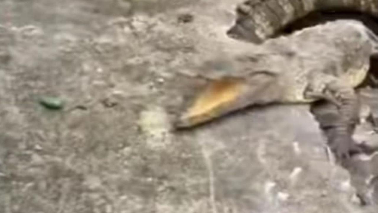 Ini Lokasi Tiga Buaya Muncul dari Trotoar Hancur Hendak Gigit Warga