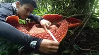 Pihak BKSDA Sumbar mengukur diameter bunga Raflesia Arnoldii yang tumbuh di Kabupaten Agam, Sumatera Barat. (Liputan6.com/ Dok BKSDA Sumbar)