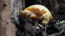 Sebuah gambar pada 3 Juni 2022 menunjukkan bayi kura-kura raksasa Galapagos albino yang unik di punggung kura-kura lain, keduanya lahir pada awal Mei di Tropicarium of Servion, Swiss barat. Bayi kura-kura mungkin merupakan pemandangan unik untuk dilihat dengan kulit putih dan mata merah. Beratnya sekitar 50 gram (1,7 ons), dan pas di telapak tangan. (FABRICE COFFRINI/AFP)