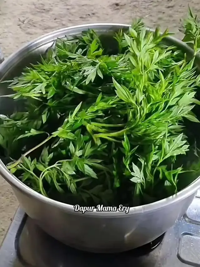 Merebus daun kenikir