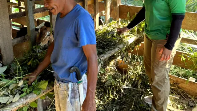 Tongkol jagung yang selama ini kerap menjadi limbah pascapanen di Desa Tepian Terap, Kecamatan Sangkulirang, Kabupaten Kutai Timur, kini dimanfaatkan menjadi silase atau pakan fermentasi bagi ternak kambing.