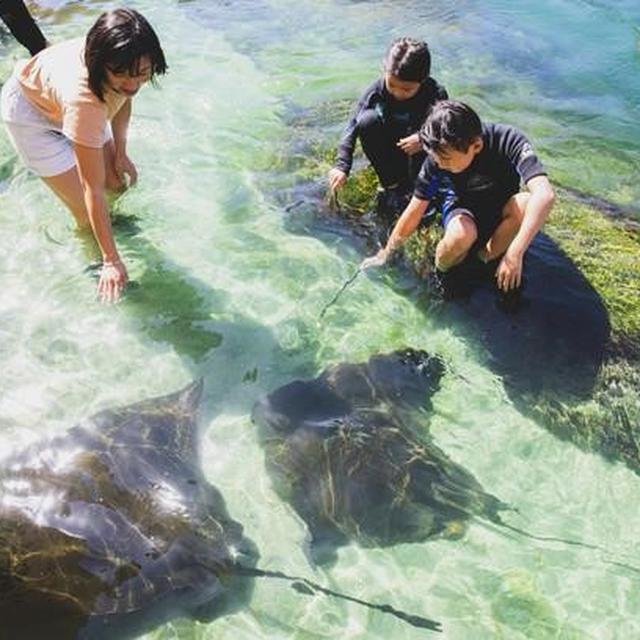 Interactive Aquarium, Irukandji Shark & Ray Encounters