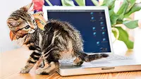 Laptop Dell Bau Kencing Kucing?