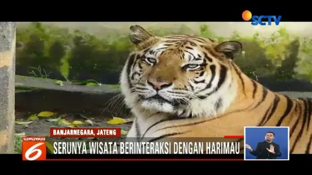 Uji Nyali Beri Makan Harimau di Taman Margasatwa Serulingmas Banjarnegara