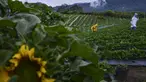 Turis mengumpulkan buah stroberi di pertanian dataran tinggi di Bener Meriah, provinsi Aceh tengah (1/9/2019). Kabupaten Bener Meriah menyimpan potensi agrowisata yang mempesona. Daerah di dataran tinggi Gayo ini terdapat salah satu agrowisata kebun stroberi. (AFP Photo/Chaideer Mahyuddin)