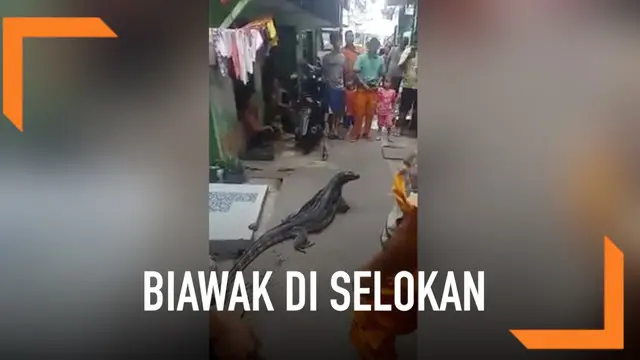 VIDEO: Biawak Muncul dari Selokan, Pasukan Oranye Terkejut