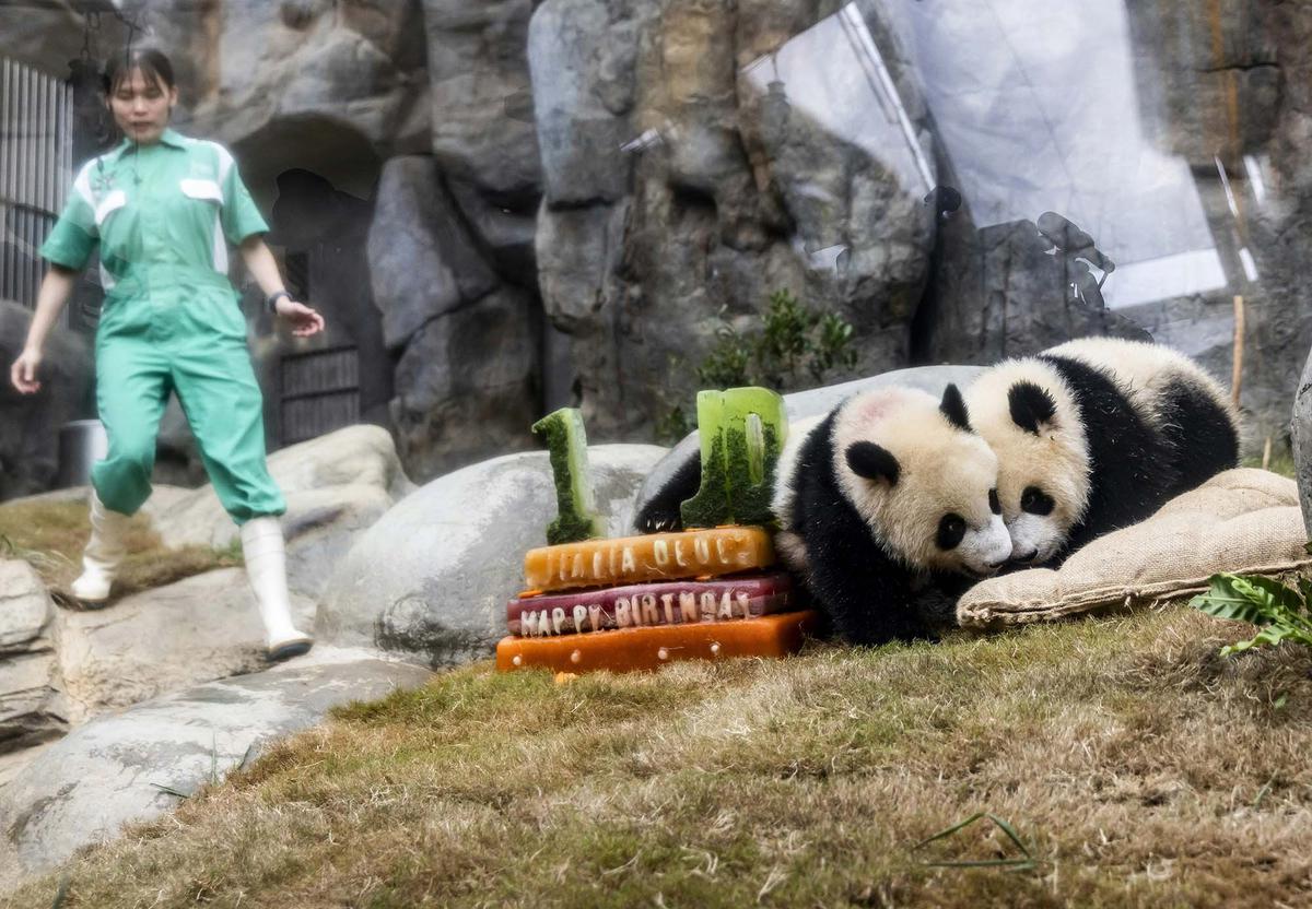 FOTO: Lucunya Panda Kembar De De & Jia Jia Rayakan Ulang Tahun Pertama di Hong Kong