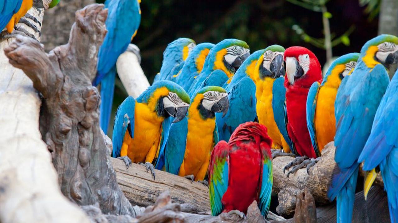 Bali Bird Park