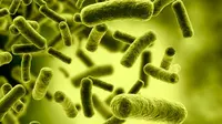 Bakteri adalah mikroorganisme tak kasat mata yang bisa menyebabkan berbagai macam penyakit.
