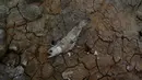 Seekor ikan mati di tepi Sungai Solimoes sebagai dampak kekeringan. (AP Photo/Edmar Barros)