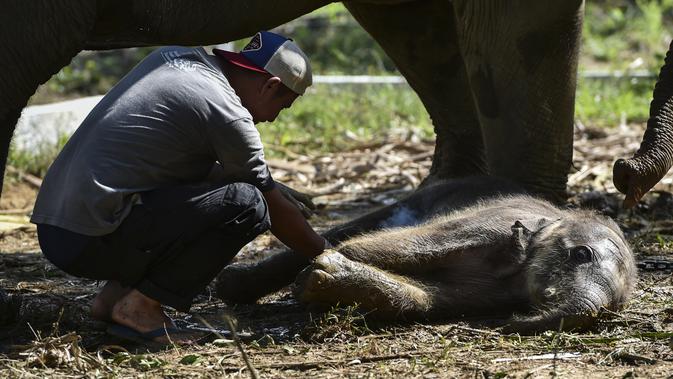 Seorang dokter hewan memeriksa bayi gajah Sumatera setelah lahir di Unit Respons Konservasi Alue Kuyun di Meulaboh, provinsi Aceh (27/7/2019). Bayi gajah betina tersebut diperkirakan berada di dalam kandungan selama 21 bulan dan lahir pada 24 Juli lalu.  (AFP Photo/Chaideer Mahyuddin)