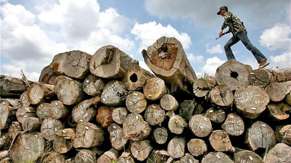 Bebani Pengusaha, Pemerintah Diminta Permudah Regulasi Industri Kayu