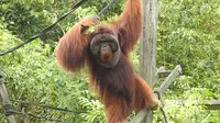 Salah satu orangutan yang berada di BOS Foundation, Samboja Lestari, Kukar. (Istimewa)