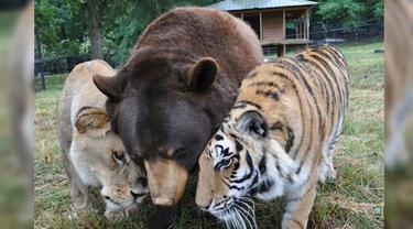 Persahabatan Unik Antara Beruang, Macan dan Singa-01