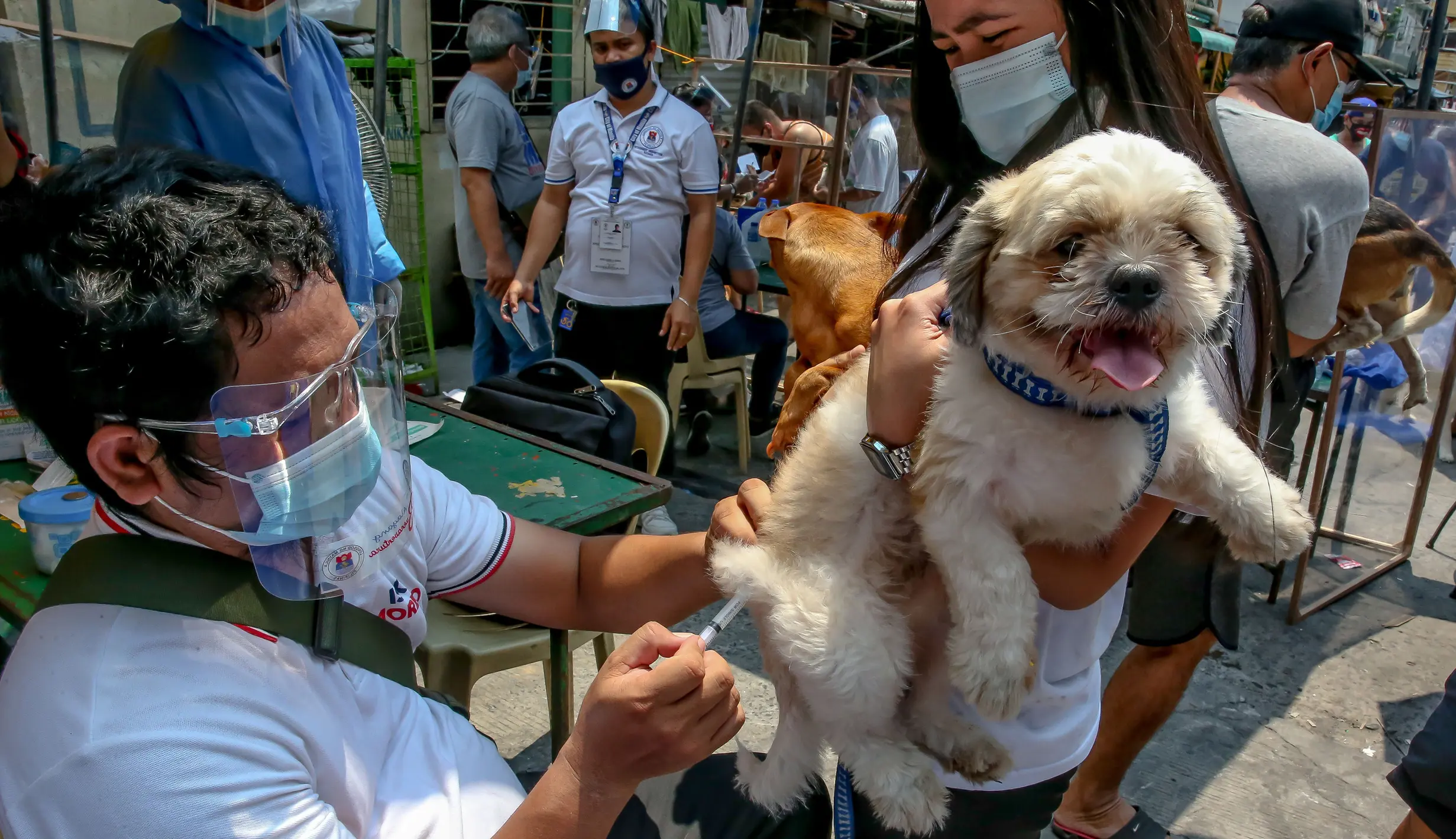 FOTO: Hari Rabies Sedunia, Hewan Peliharaan di Filipina Jalani ...