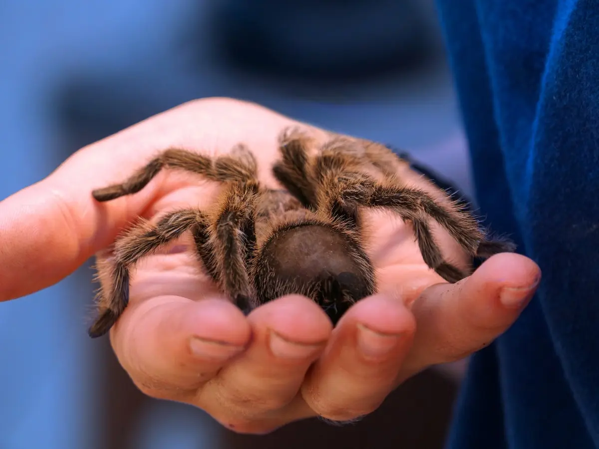 Arti Mimpi Laba-Laba, Pertanda Ada Masalah dalam Diri Sendiri