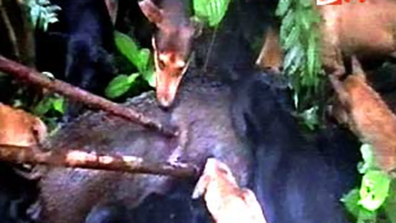110508ababihutan.jpg