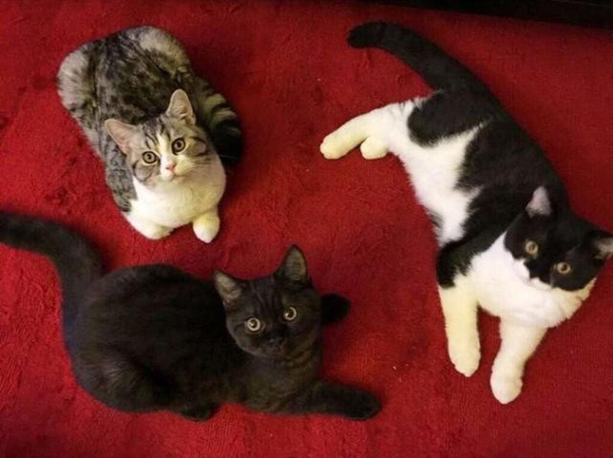 10 Cara Cegah Kucing Kencing Sembarangan, Penting Bagi Kebersihan Rumah