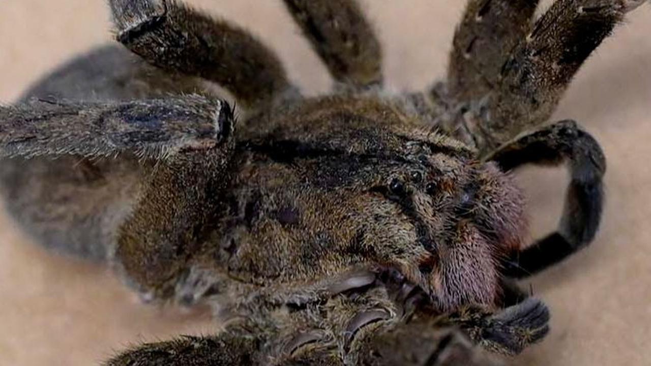 FOTO: Hati-Hati dengan Laba-Laba Ini, Racunnya Bisa Bikin Ereksi Sampai Berjam-jam