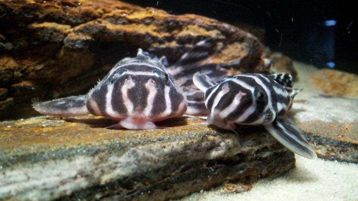 Fakta Lain Ikan Sapu-sapu Tak Banyak Diketahui Orang, Tidak Selalu Rajin Seperti Namanya