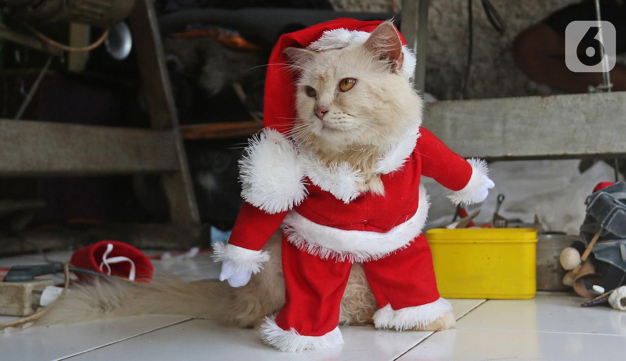 FOTO Saat Kucing Bercosplay dengan Aneka Kostum  Unik 