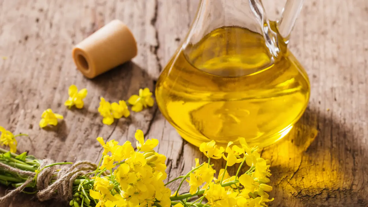 minyak canola