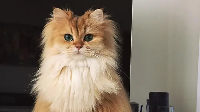 Kucing fotogenik