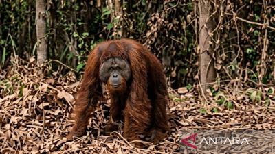 Kronologi Orangutan Muncul di Jalan Perlintasan Perusahaan Kutai Timur