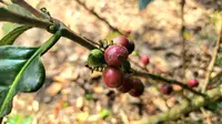 Industri Kopi Sulbar Belum Dibangun, DPMPTSP Ungkapkan Potensinya