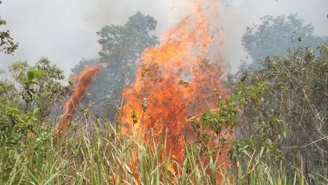 Total luasan hutan TN Way Kambas yang terdampak kebakaran mencapai lebih dari 2.600 hektare.