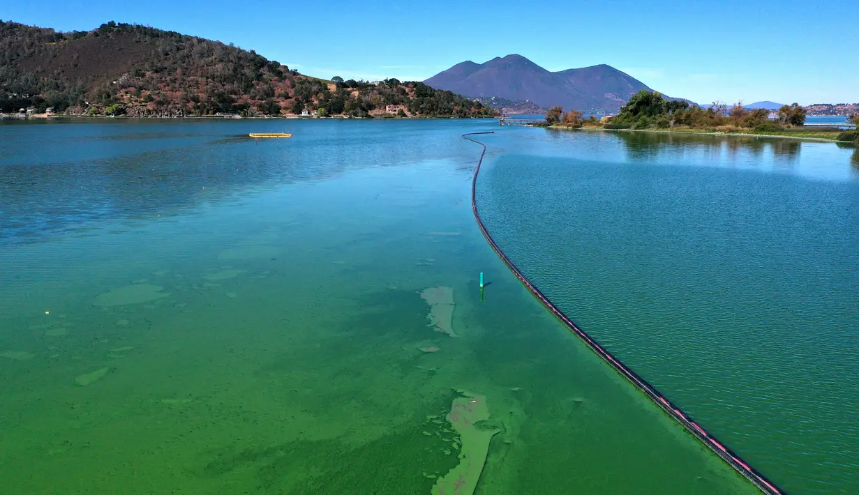 Foto udara menunjukkan mekarnya cyanobacteria atau disebut ganggang biru-hijau di Clear Lake di Redbud Park, California (26/9/2021). Penduduk dan pengunjung Clear Lake, danau air tawar terbesar kedua di California, didesak untuk berhati-hati saat mengunjungi danau. (Justin Sullivan/Getty Images/AFP)