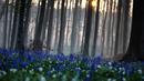 Matahari terbit di antara pepohonan saat bluebell atau Eceng Gondok liar bermekaran di lantai hutan Hallerbos di Halle, Belgia (20/4/2021). Pada musim semi, pemandangan biru hamparan bunga Bluebell atau eceng gondok liar tengah bermekaran dapat dinikmati di hutan ini. (AP Photo/Virginia Mayo)