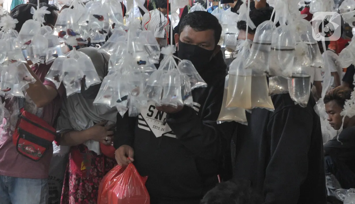 Pengunjung berdesakan pada salah satu kios di Pasar Ikan hias Parung, Bogor, Senin (27/7/2020). Pasar ikan hias yang buka pada setiap hari Senin, Kamis, dan Sabtu ini sama sekali tidak menerapkan  protokol kesatan guna mencegah penyebaran covid-19. (merdeka.com/Arie Basuki)