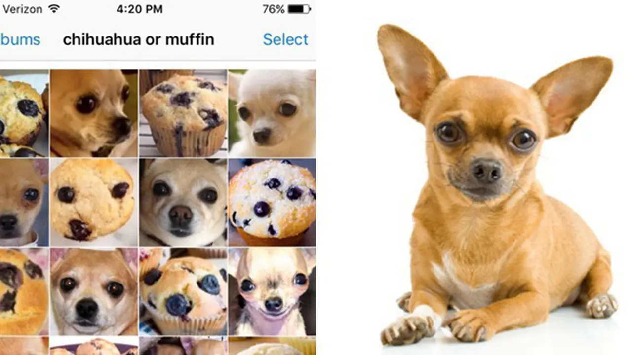 copyright by @teenybiscuit/thepoodleanddogblog.typepad.com