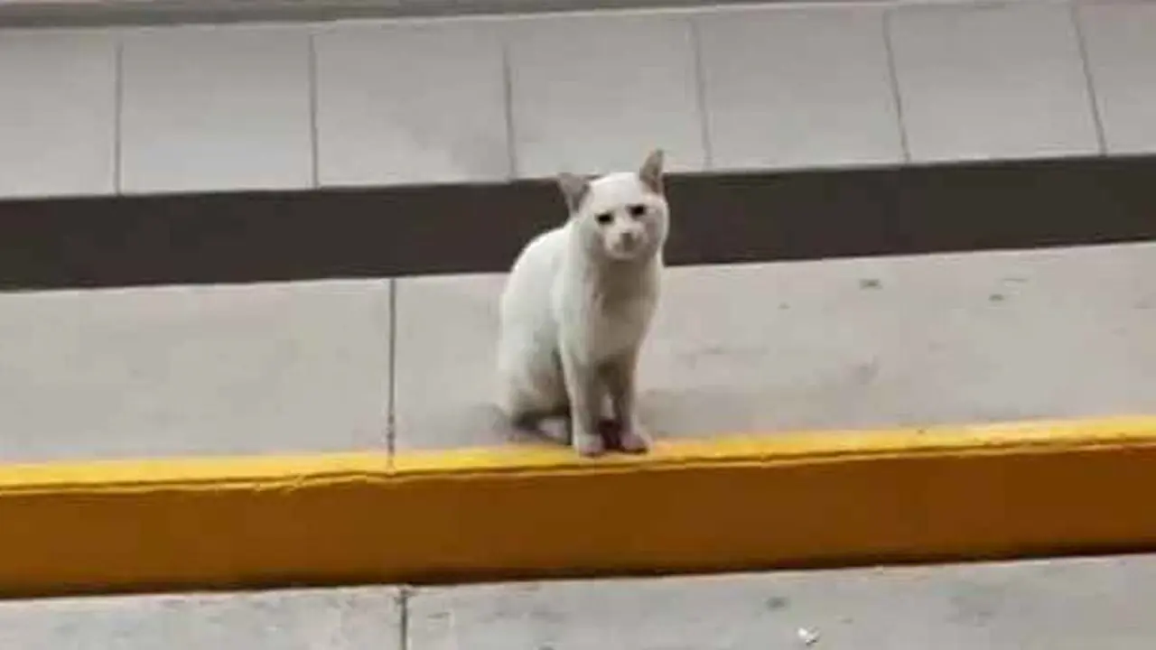 Kocak, Kucing Liar Pintar Ini Ajak Orang ke Toko untuk Belikan Makanan