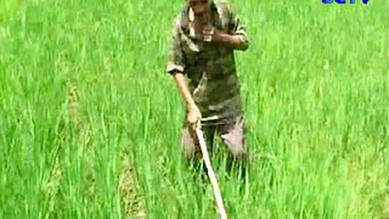 100130terk4_hama-tikus.jpg