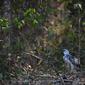 Mark, elang Harpy liar terlihat di Alta Floresta, Mato Grosso, Brasil, pada 28 Agustus 2021. Spesies seperti jaguar dan elang harpy sedang terancam oleh deforestasi. (AFP/Carl De Souza)