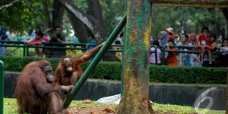  Pengunjung Ragunan Membludak Dua Kali Lipat