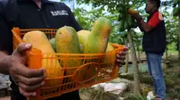 12 Jenis Buah yang Panen Sepanjang Tahun, Tak Kenal Musim dan Minim Perawatan