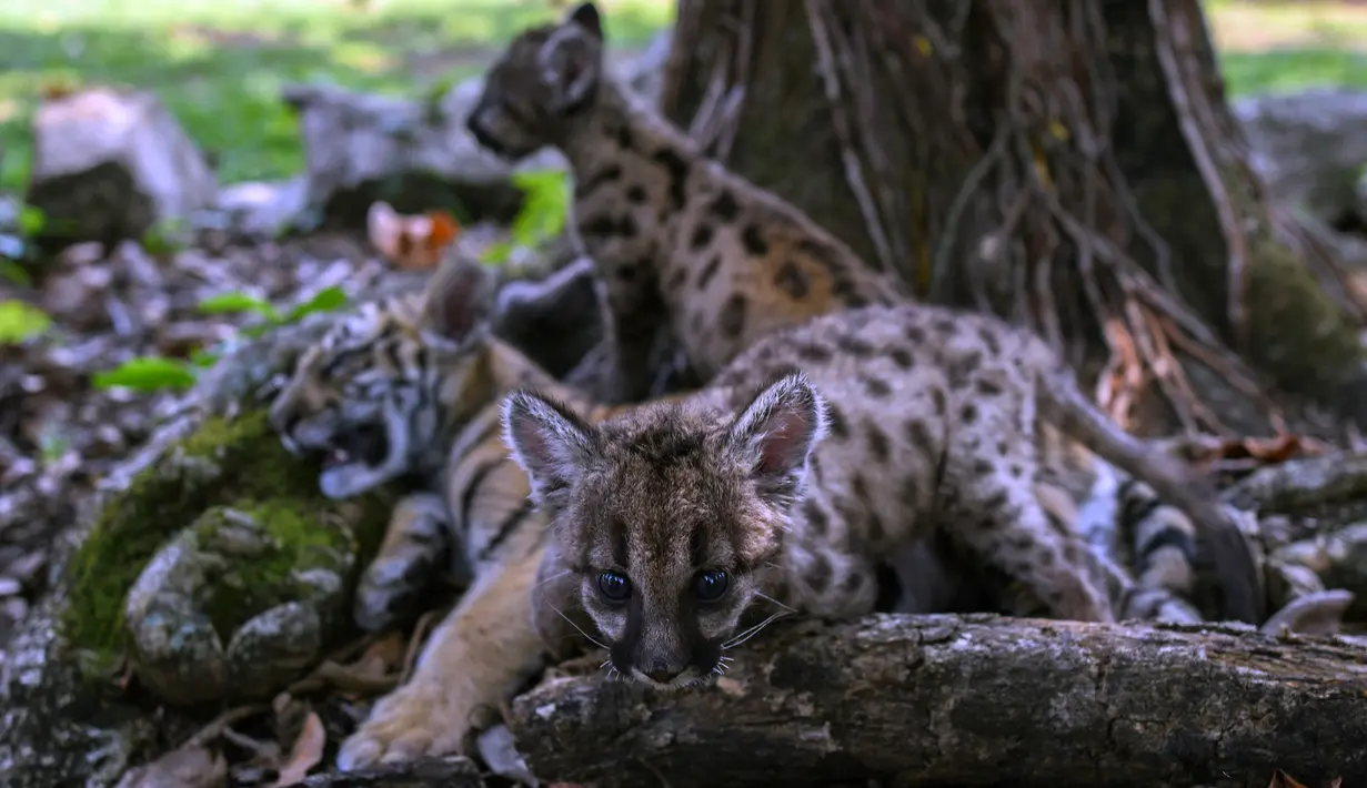 Dua anak puma Amerika dan seekor harimau Bengal bernama Covid-19 yang dilahirkan saat pandemi covid-19 terlihat di pusat penyelamatan dan rehabilitasi "Africa Bio-Zoo" di Cordoba, Meksiko pada 23 Mei 2020. Dua puma tersebut diberi nama Pandemi (betina) dan Karantina (jantan). (Victoria RAZO/AFP)