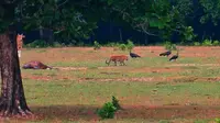 Hewan diduga harimau Jawa di padang penggembalaan Cidaon, Taman Nasional Ujung Kulon, Pandeglang, Banten. (Foto: Gabel, petugas Taman Nasional Ujung Kulon/Liputan6.com/Yandhi Deslatama)