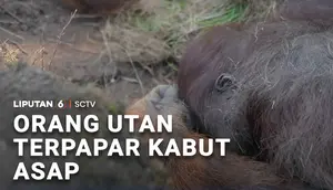 Orang Utan Terpapar Kabut Asap Karhutla
