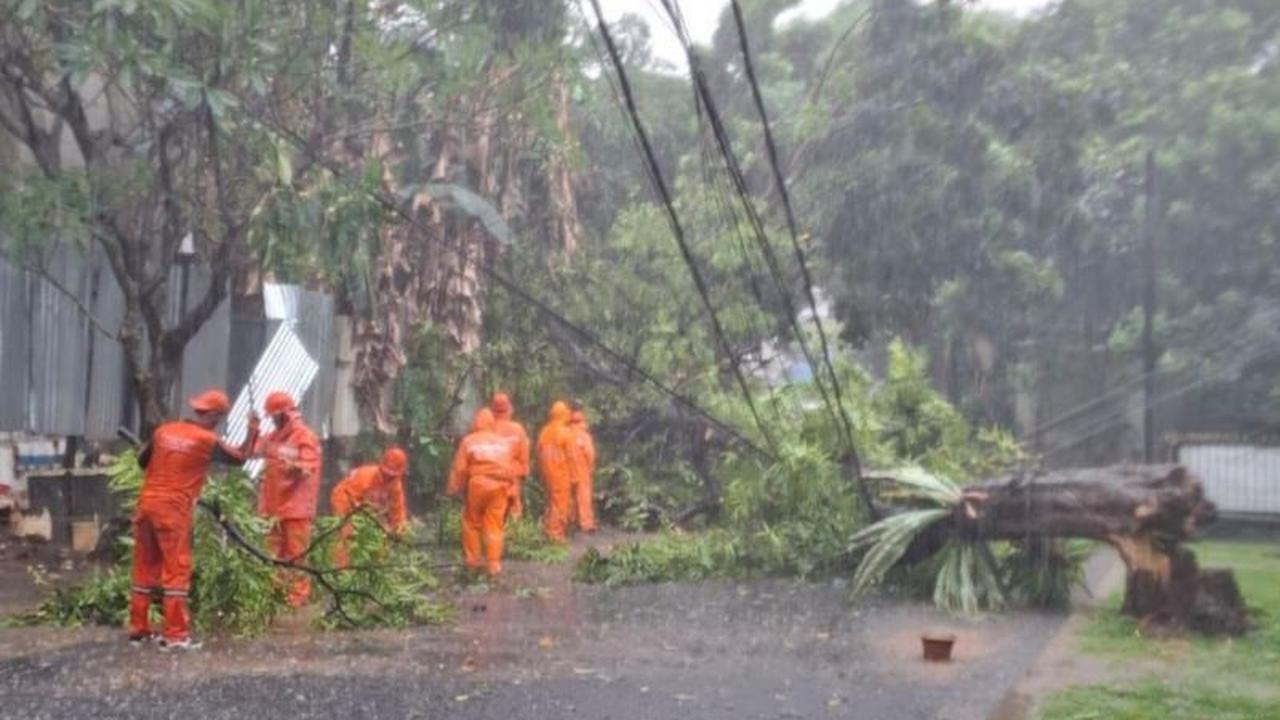 Fakta Unik Pohon Glodogan 12 Meter Tumbang di Rawa Barat: Petugas Gabungan Sigap Atasi Dampak Hujan Deras