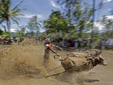 Aksi seorang Joki saat mengendarai Jawi, Pacu Jawi merupakan olahraga tradisional untuk merayakan hasil panen dan juga menarik wisatawan di Tanah Datar, Sumatera Barat, Sabtu (13/8/2016). (Bola.com/Nicklas Hanoatubun)