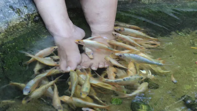 Warung Makan Terapi Ikan