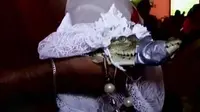 Dengan menggunakan gaun putih, seekor aligator dibaptis lalu dinikahi walikota San Pedro, Maksiko.